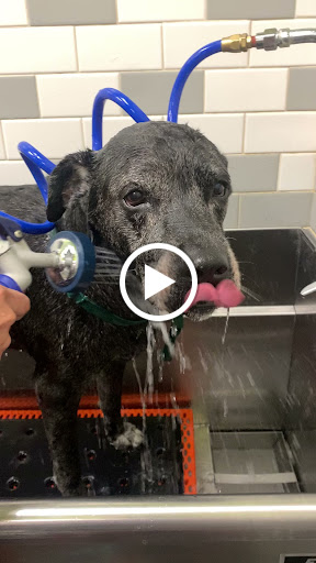 Pet Supply Store «Petco Animal Supplies», reviews and photos, 85 Godwin Ave #23, Midland Park, NJ 07432, USA