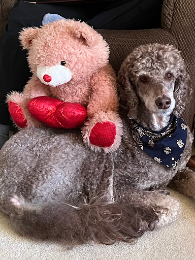 Tammy's Dog Grooming