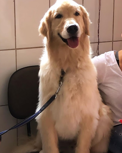 Top Dog Veterinária em São Paulo - SP