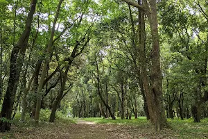 Kashihara Forest Park image