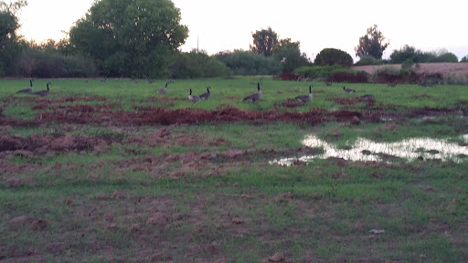 National Reserve «Riparian Preserve at Water Ranch», reviews and photos, 2757 E Guadalupe Rd, Gilbert, AZ 85234, USA