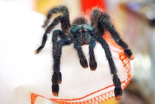 Pet Store «Forever Pets Inc», reviews and photos, 1030 Basse Rd, San Antonio, TX 78212, USA