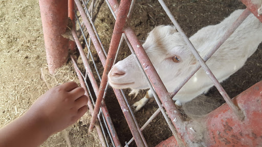 Meat Wholesaler «Lizze Custom Processing», reviews and photos, 7310 Pine Ave, Chino, CA 91708, USA