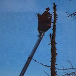 Photo n° 2 de l'avis de christophe.r fait le 21/02/2021 à 19:40 pour Elagage 03 Mr Mouche Abattage arbres, déssouchage, Taille de Haies à Domérat
