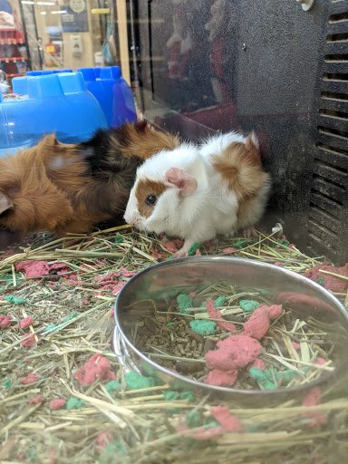 Pet Supply Store «PetSmart», reviews and photos, 3950 28th St SE, Kentwood, MI 49512, USA