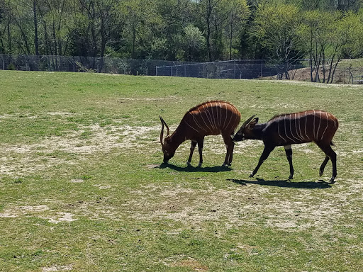 Auto Parts Store «Advance Auto Parts», reviews and photos, 1001 E Black Horse Pike, Pleasantville, NJ 08232, USA