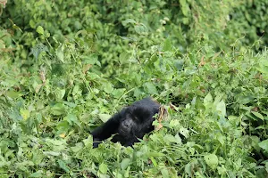 Ruhija Gorilla Trekking Camp - Trekking Gorillas image