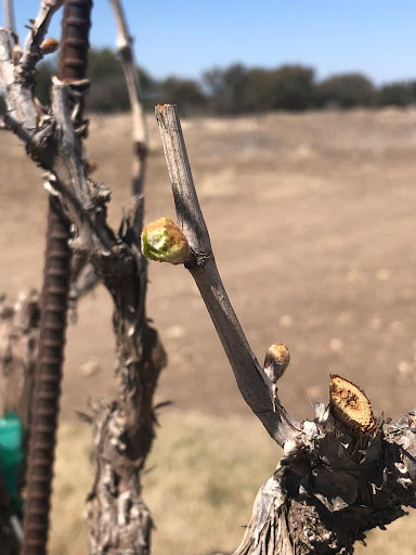 Winery «Westcave Cellars Winery», reviews and photos, 25711 Hamilton Pool Rd, Round Mountain, TX 78663, USA