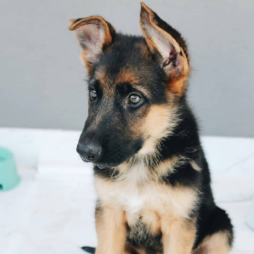 Clínica Veterinaria Clínican en Jaén