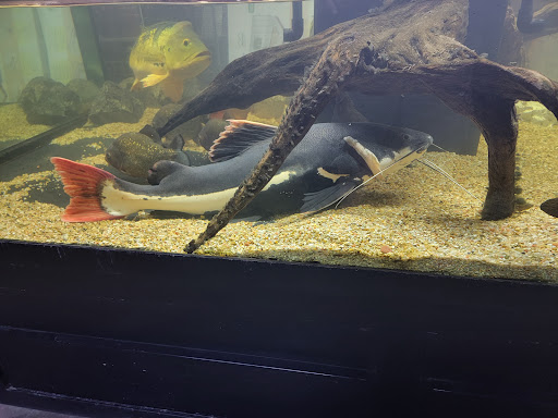 Pet Store «Miles of Exotics», reviews and photos, 8350 N Broadway, Kansas City, MO 64118, USA