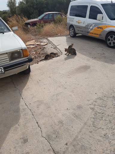 Düzceliler Avrupa Oto (Bodrum)