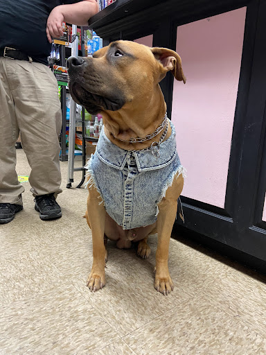 Pet Supply Store «Haute Dogs Boutique & Barkery», reviews and photos, 507 Georgia St, Vallejo, CA 94590, USA