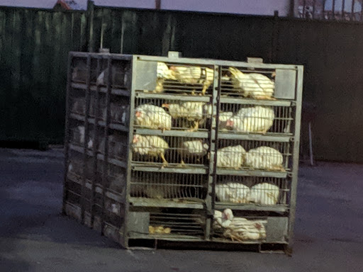 Grocery Store «PCH Poultry & Market», reviews and photos, 1701 Magnolia Ave, Long Beach, CA 90813, USA