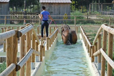 EquiD-forme en Camargue à Aigues-Mortes