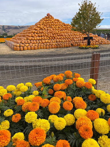 Pumpkin Patch «Spina Farms», reviews and photos, Santa Teresa Blvd, Morgan Hill, CA 95037, USA