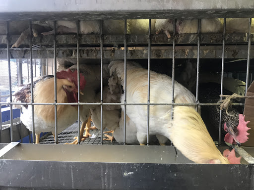 Poultry farm Stamford