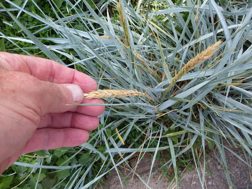 Park «Bushwick Inlet Park», reviews and photos, Kent Ave, Brooklyn, NY 11249, USA