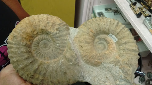 Gift Shop «Only In Colorado Inc», reviews and photos, 601 16th St, Denver, CO 80202, USA