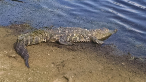 Golf Club «Stoneybrook Golf Club», reviews and photos, 21251 Stoneybrook Golf Blvd, Estero, FL 33928, USA