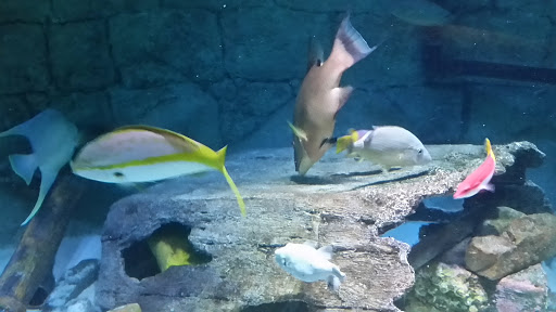 Amusement Center «LEGOLAND at Discovery Center Kansas City», reviews and photos, 2475 Grand Blvd, Kansas City, MO 64108, USA