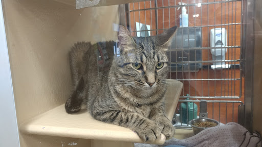 Pet Supply Store «PetSmart», reviews and photos, 3210 E Lynn Blvd, Sterling, IL 61081, USA