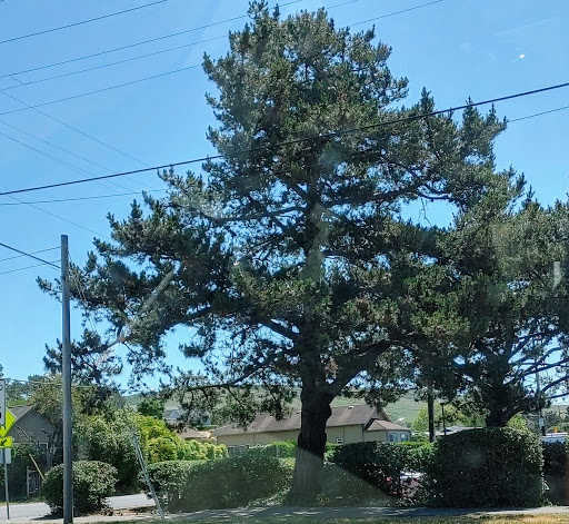 Auto Repair Shop «Greenbridge Gas & Auto», reviews and photos, 11401 CA-1, Point Reyes Station, CA 94956, USA