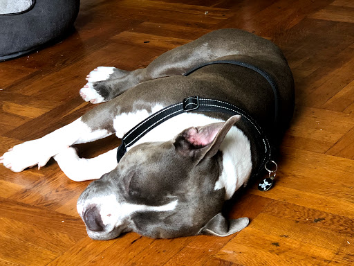 Art Museum «The Bronx Museum of the Arts», reviews and photos, 1040 Grand Concourse, Bronx, NY 10456, USA