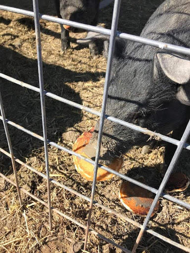 Grocery Store «Price Less IGA», reviews and photos, 1770 Mooresville Hwy, Lewisburg, TN 37091, USA