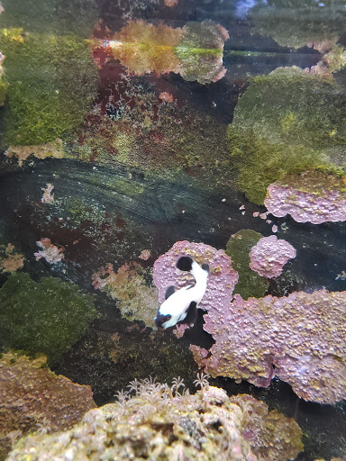 Tropical Fish Store «Marine Oasis», reviews and photos, 5340 W Ridge Rd, Spencerport, NY 14559, USA