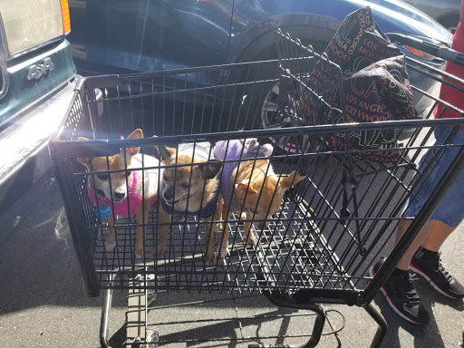 The Natural Pet Outlet, 3380 Fairfield Ave, Bridgeport, CT 06605, USA, 