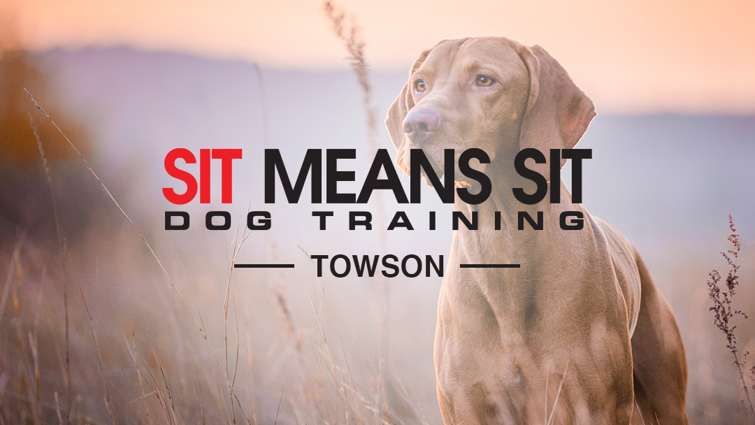 Sit Means Sit Dog Training Towson