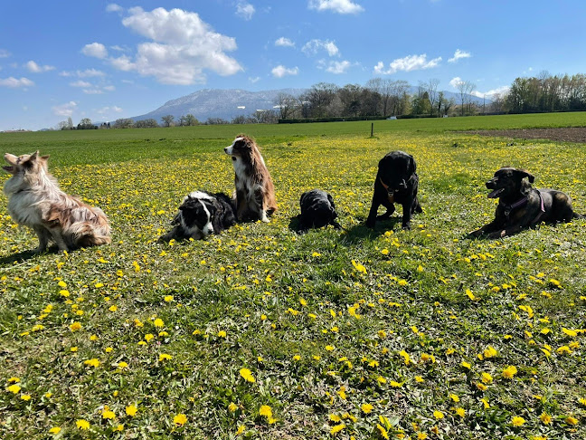 Rezensionen über AskaDog in Genf - Hundeschule