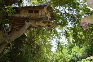 Kumbuk Tree House image