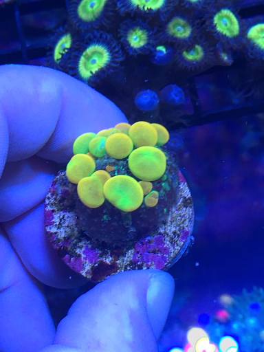 Aquarium «Drysdale Aquarium Inc», reviews and photos, 2260 Knight Rd, Land O Lakes, FL 34639, USA