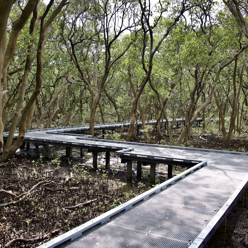 Badu Mangroves