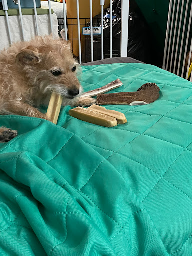 Pet Store «Fairmount Pet Shoppe», reviews and photos, 2024 Fairmount Ave, Philadelphia, PA 19130, USA