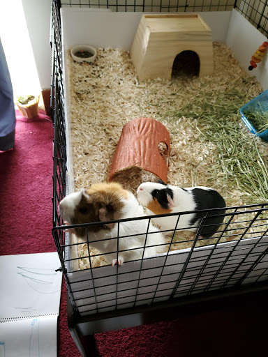 Pet Supply Store «PetSmart», reviews and photos, 2101 Elmwood Ave, Buffalo, NY 14207, USA