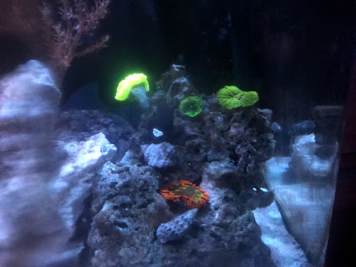 Tropical Fish Store «Nemo Aquarium», reviews and photos, 1560 Indian Trail Rd #106, Norcross, GA 30093, USA