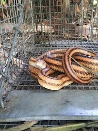 Animal Guys Wildlife Removal - Photo 5 - Car repair in , Deltona