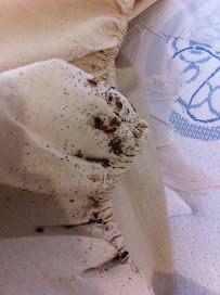 Shield Pest Control - Photo 7 - Car repair in Brooklyn, NY, New York