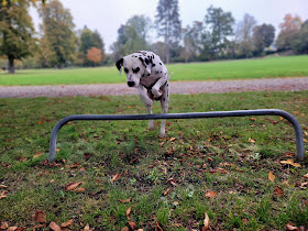 Spürnasen – Hundetraining und Hundebetreuung