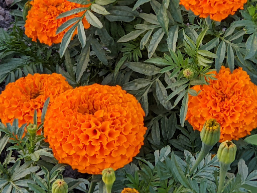 Pumpkin Patch «Spina Farms», reviews and photos, Santa Teresa Blvd, Morgan Hill, CA 95037, USA