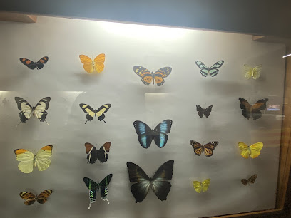 Museo De Insectos - Insectario