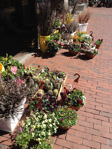 Florist «Brattle Square Florist», reviews and photos, 31 Brattle St, Cambridge, MA 02138, USA
