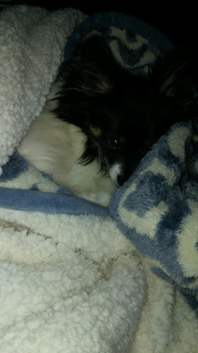 Pet Supply Store «Pet Supplies Plus», reviews and photos, 2472 Veterans Dr, Galesburg, IL 61401, USA