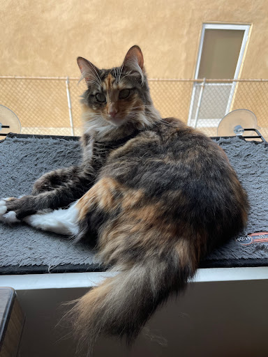 Pet Supply Store «PetSmart», reviews and photos, 2730 Pacific Coast Hwy, Torrance, CA 90505, USA