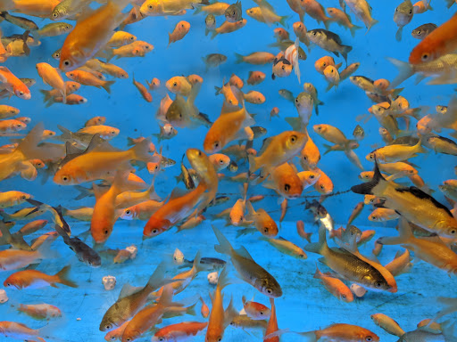 Pet Supply Store «PetSmart», reviews and photos, 916 Loganville Hwy, Bethlehem, GA 30620, USA