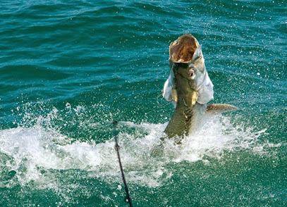 Light Tackle Adventures Tampa Fishing Charters