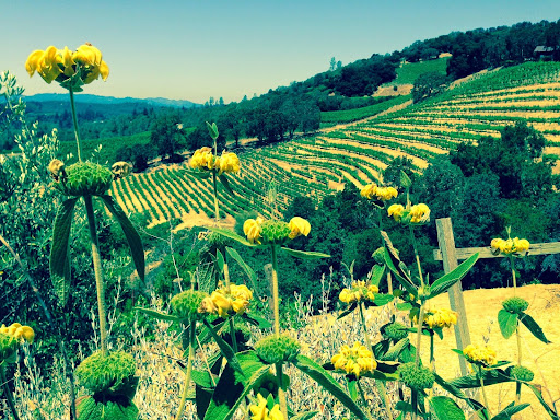 Winery «MJA Vineyards--Summit Tasting Room», reviews and photos, 24900 Highland Way, Los Gatos, CA 95033, USA