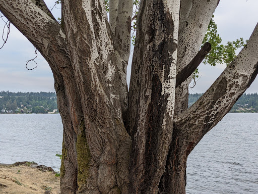 Park «Seward Park», reviews and photos, 5900 Lake Washington Blvd S, Seattle, WA 98118, USA